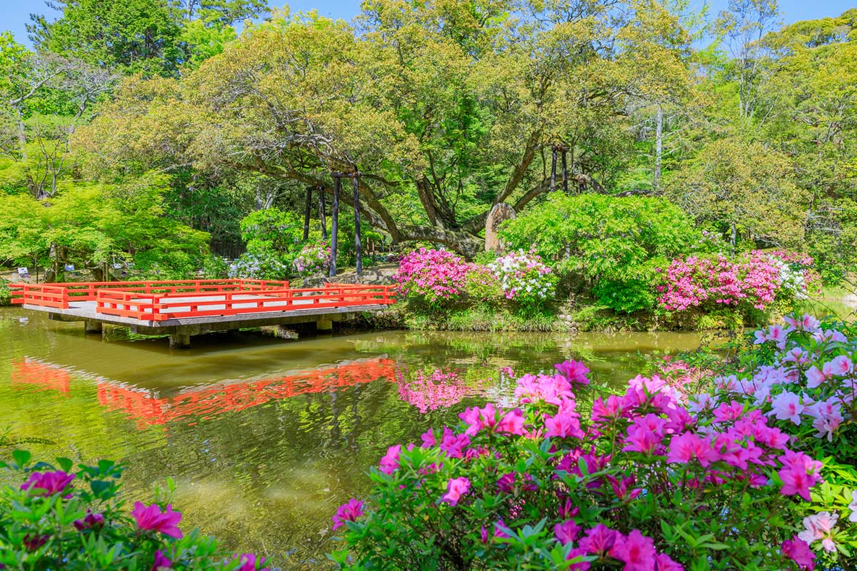 萬葉植物園のツツジ