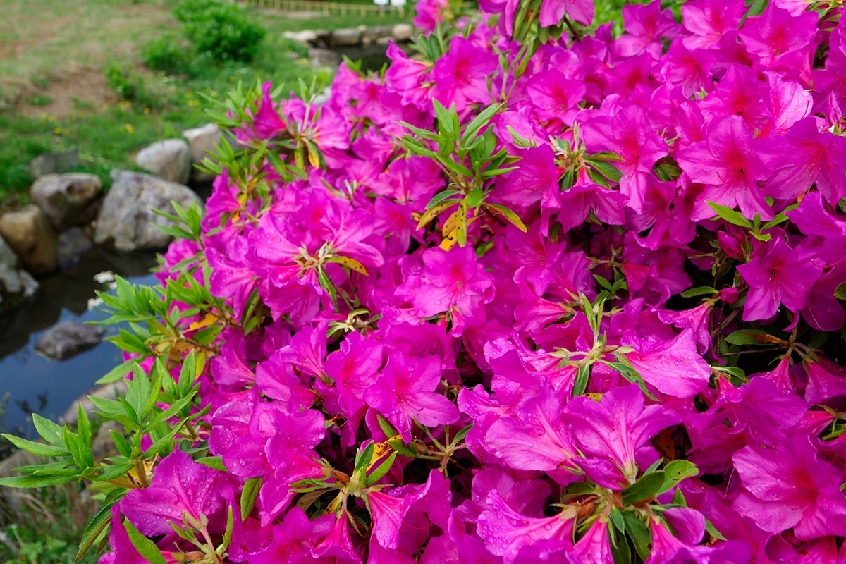 【2026】奈良のツツジ名所16選！絶景スポット＆穴場・見頃時期ガイド