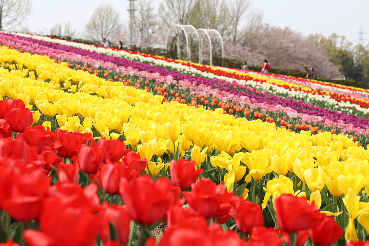 【大阪・堺】春の絶景！7万本のチューリップ＆ネモフィラが見ごろ、花摘み体験も