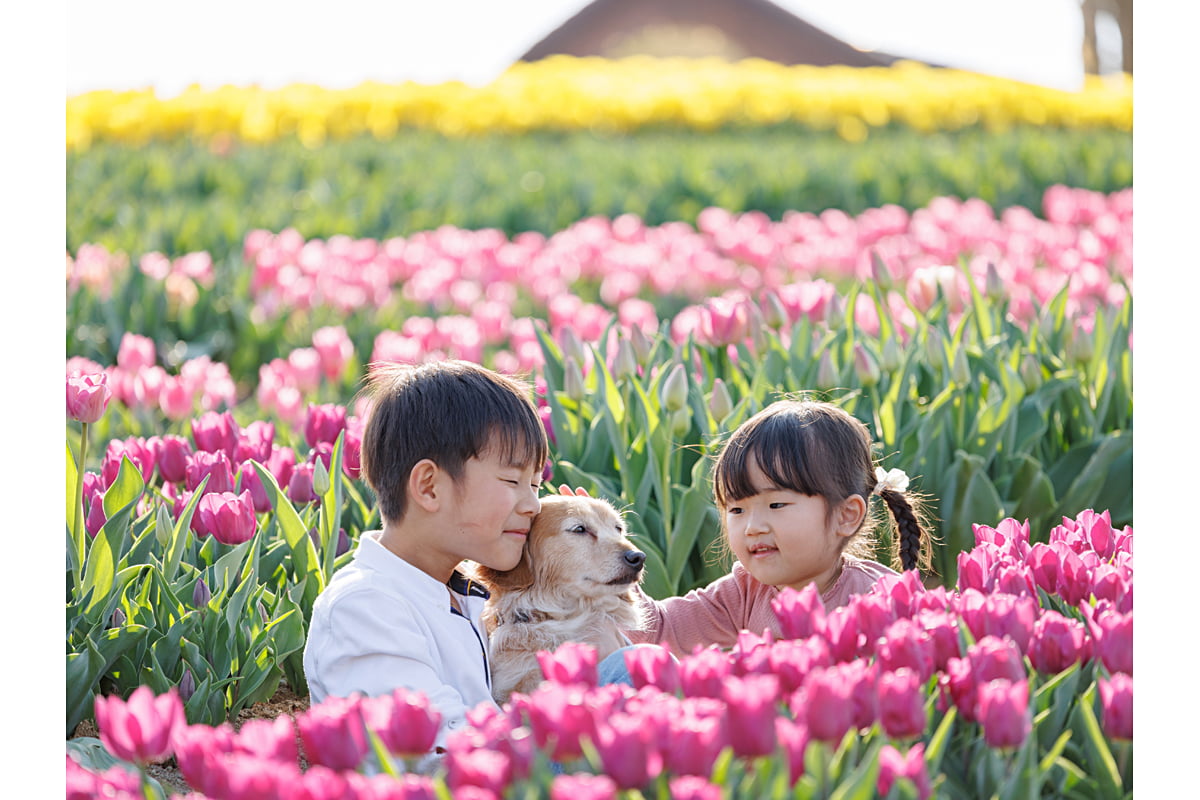 チューリップ畑にいる犬と子ども
