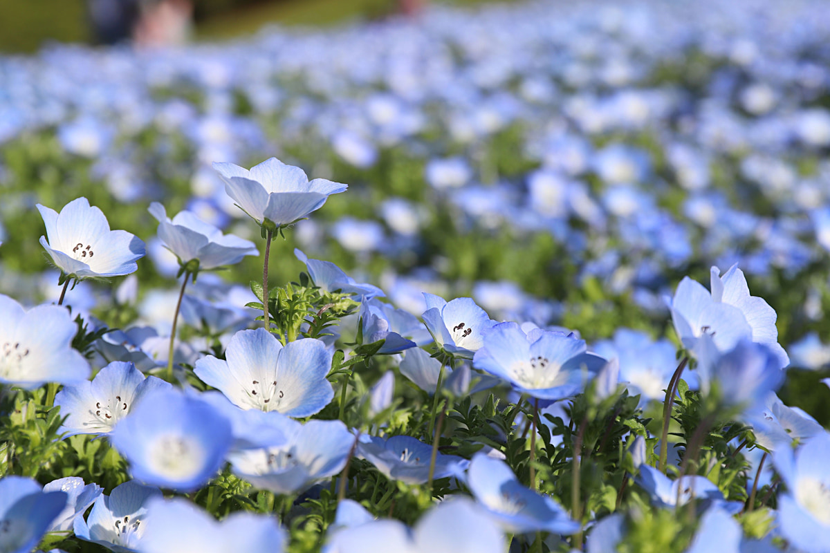 ネモフィラ畑