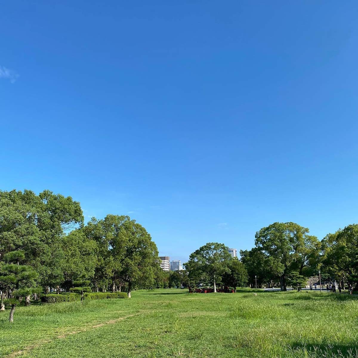 大阪城公園の芝生