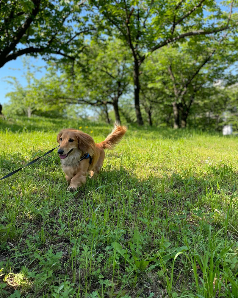 毛馬桜ノ宮公園を散歩する犬