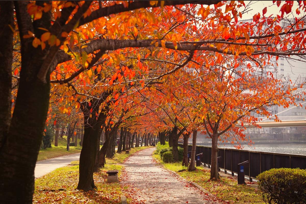 秋の毛馬桜ノ宮公園
