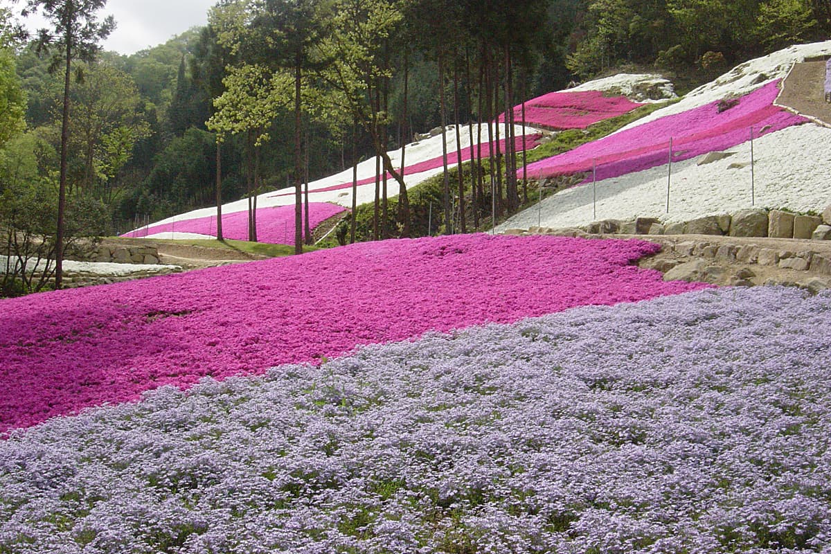 ピンク・白・紫が広がる絶景！姫路で21万株の芝桜が楽しめるスポット登場