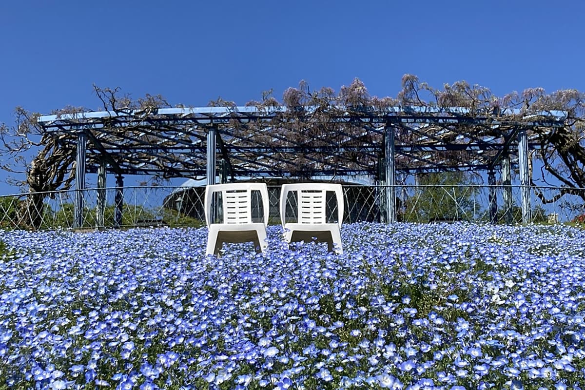 比叡山でネモフィラが見頃！「ガーデンミュージアム比叡」4/18営業開始