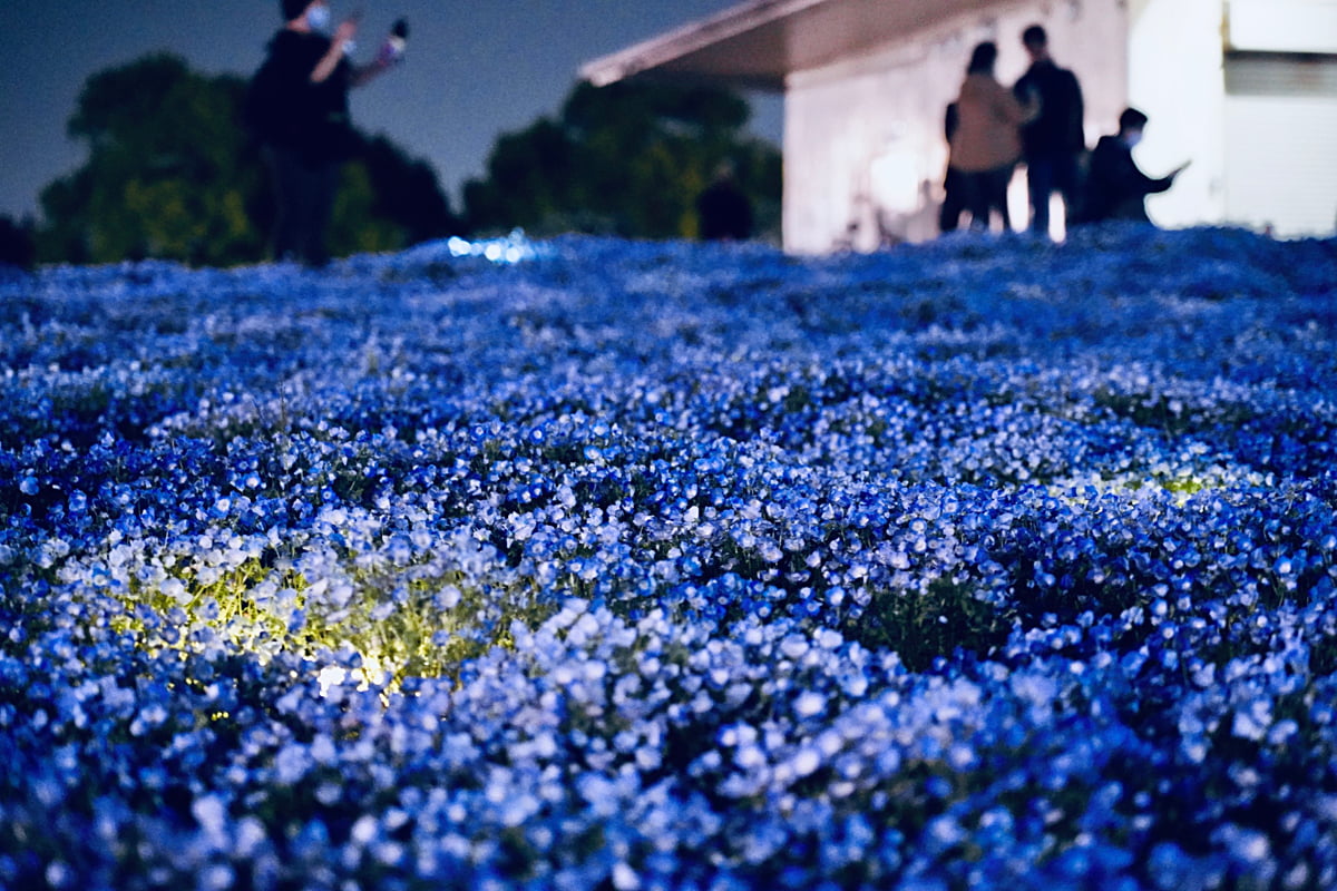 夜は幻想ライトアップ！100万輪が咲く“青の絶景”神戸ネモフィラの丘