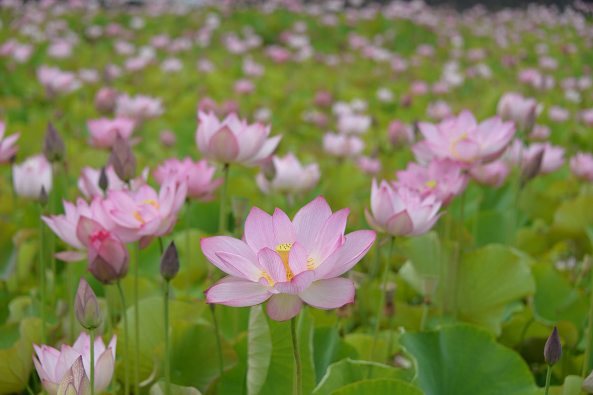 一面に咲く蓮が幻想的！姫路「夢前蓮の花苑」今年も無料公開へ
