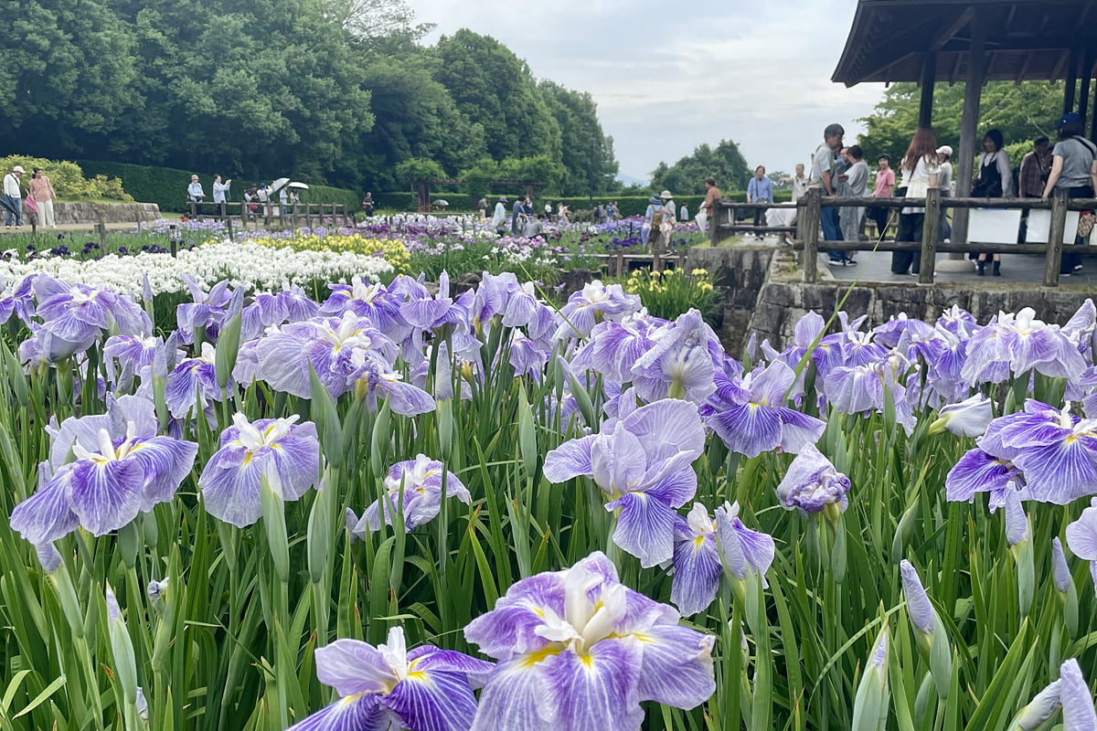 今が見頃！約3万本の花菖蒲が咲く奈良・馬見丘陵公園でマルシェ開催