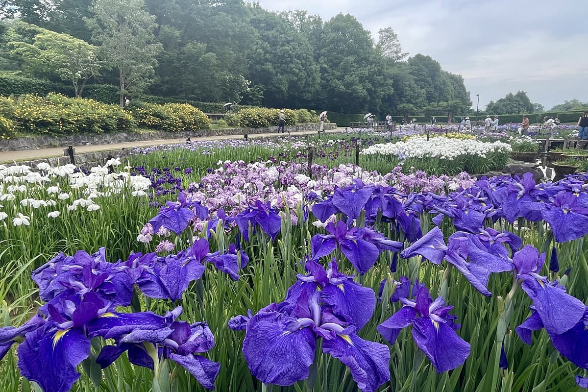 色とりどりの花菖蒲