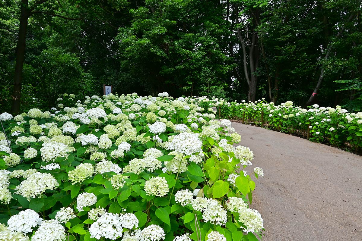 万博記念公園あじさいの森
