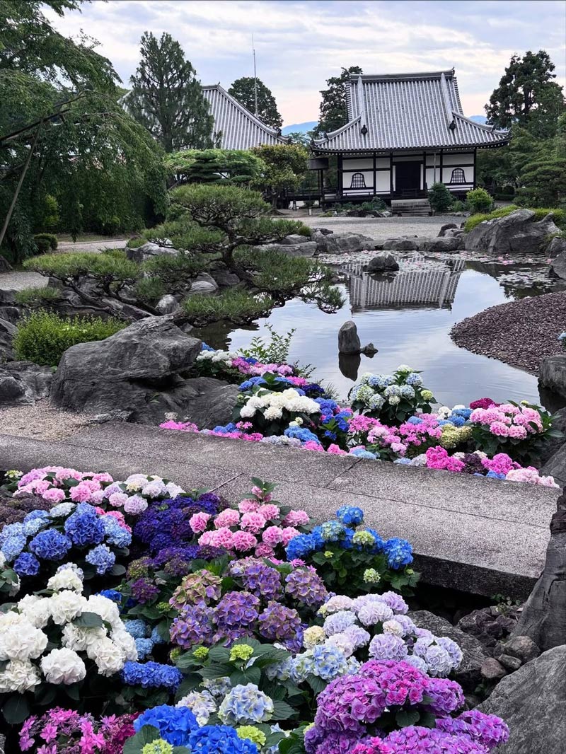 當麻寺奥院のあじさいと池