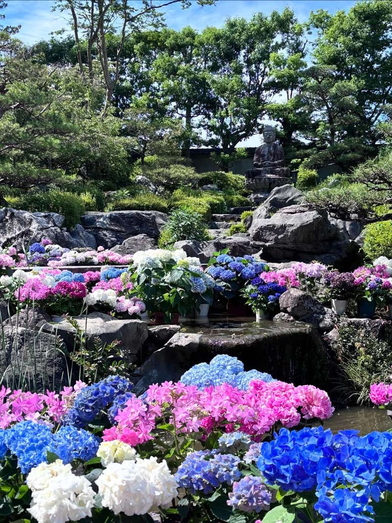 當麻寺奥院のあじさい
