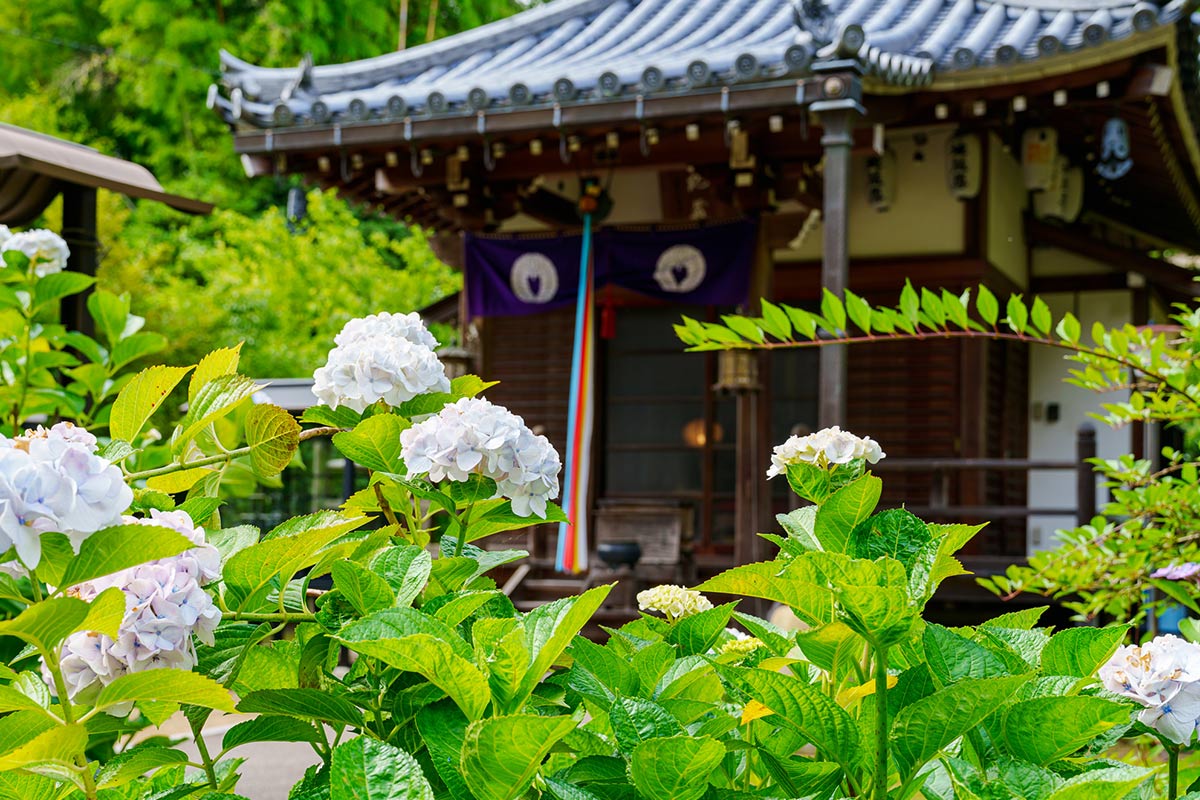 長弓寺とあじさい