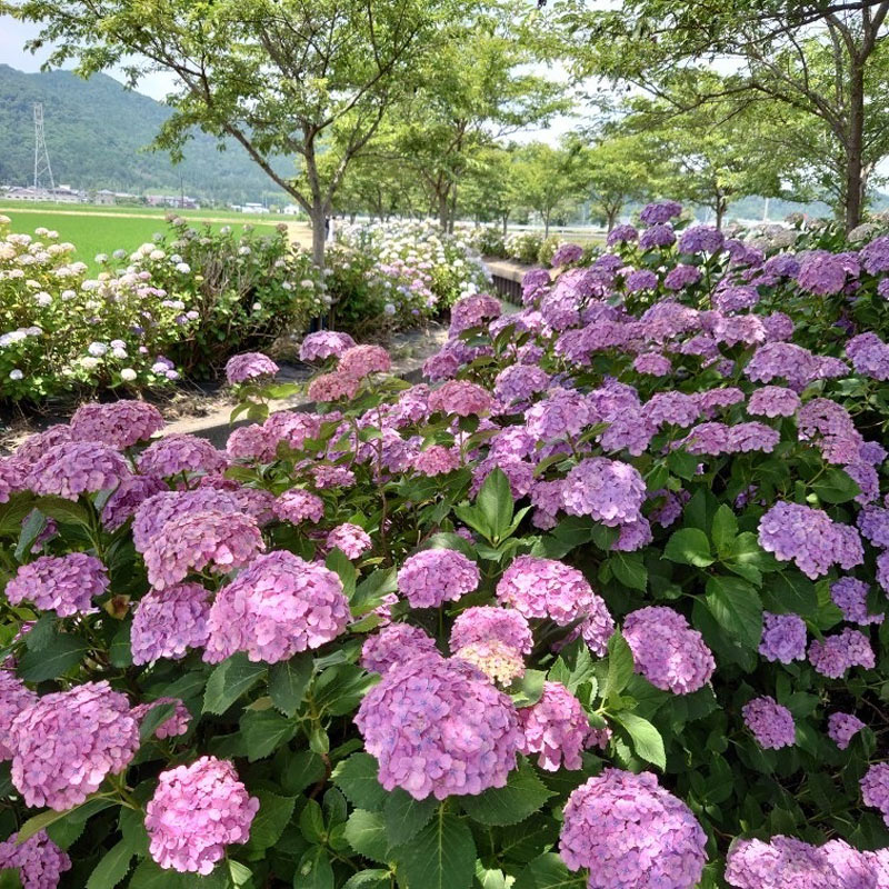 宮荘川のあじさい