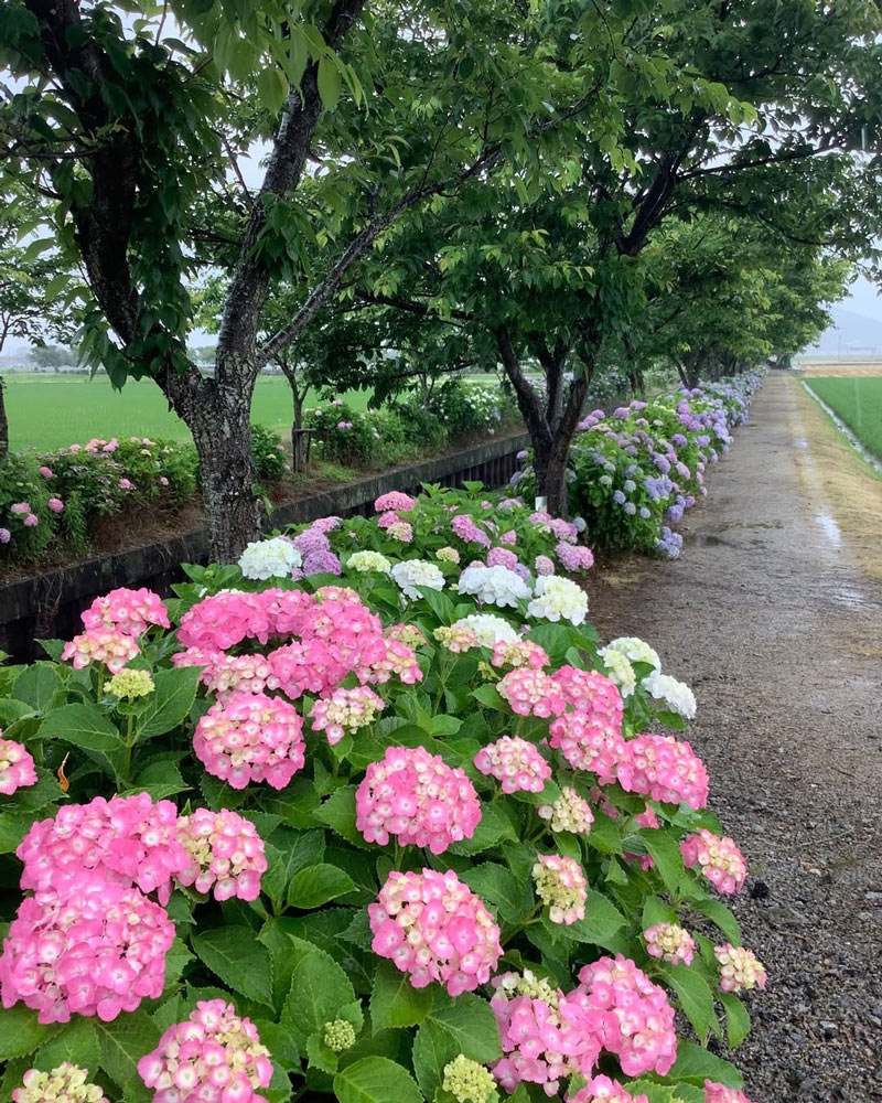 宮荘川のピンクのあじさい