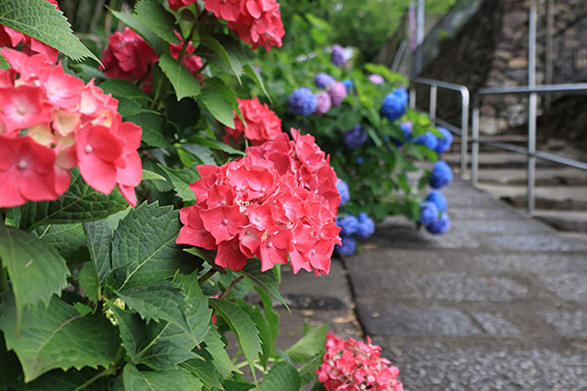 梅雨の高槻を彩るアジサイが見頃！伊勢寺や安岡寺など名所を紹介