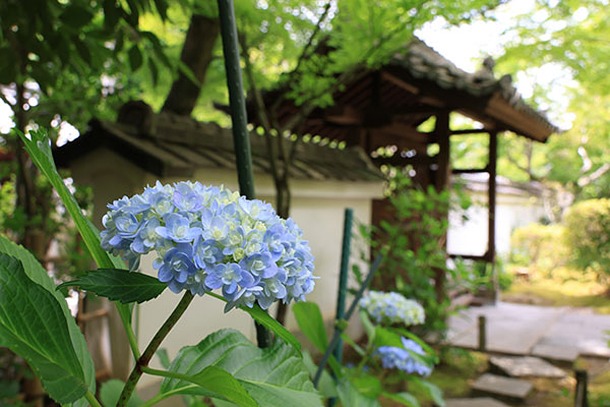 伊勢寺本堂周辺のアジサイ
