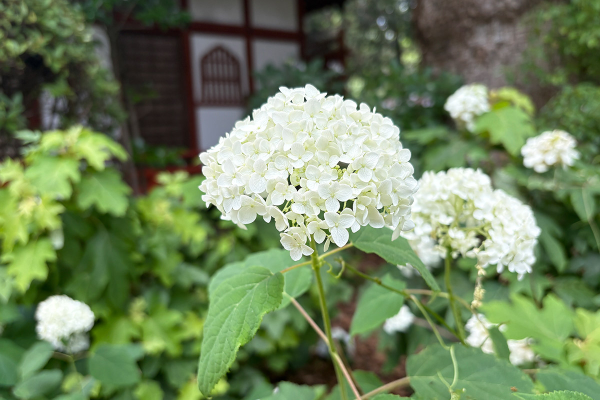 久米寺のあじさい