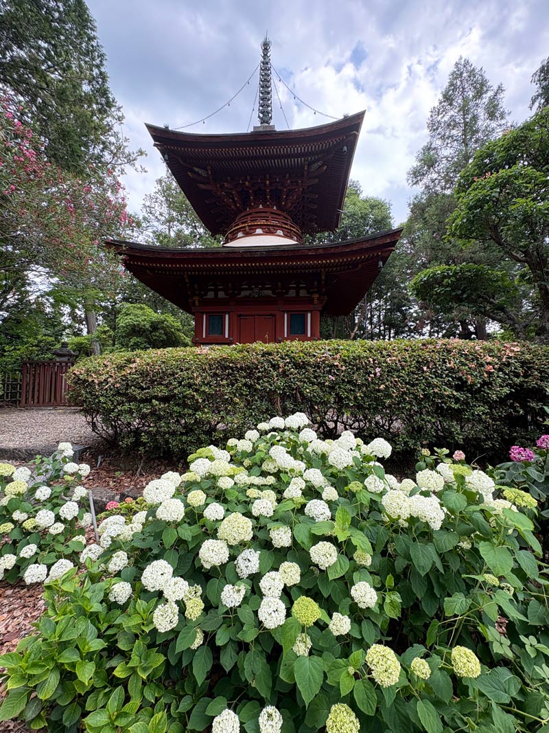 久米寺のあじさいと塔
