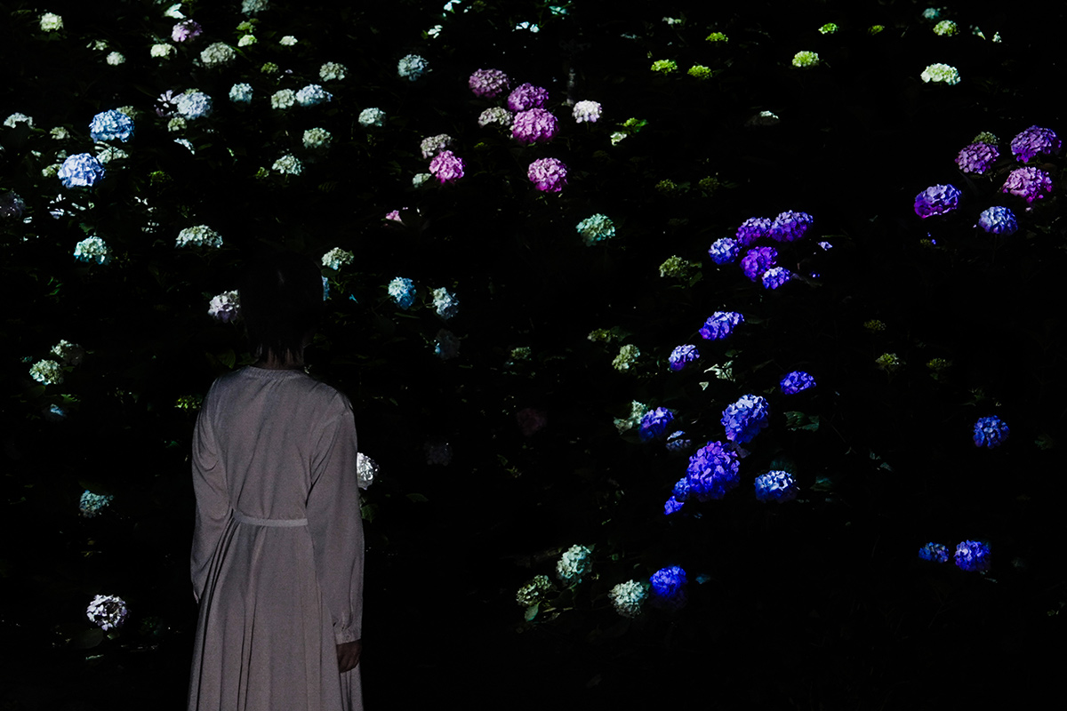 夜のアジサイが幻想的に輝く！チームラボの新作が長居植物園で公開