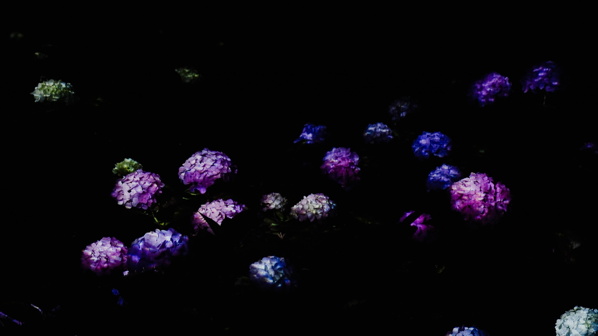 紫陽花の結晶