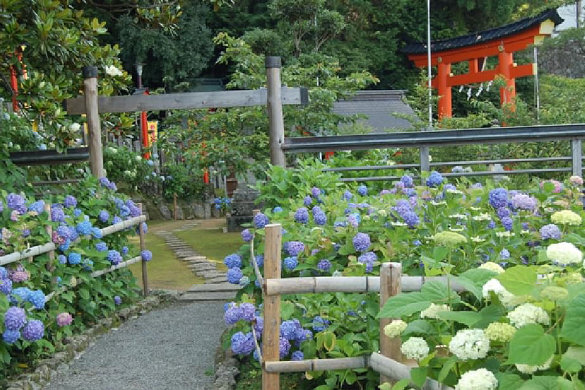 世界遺産を彩る3000株のアジサイが見頃！熊野那智大社「紫陽花園」公開中