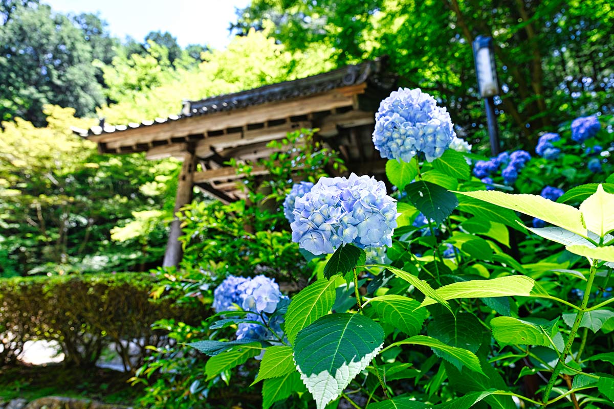 金剛輪寺とあじさい