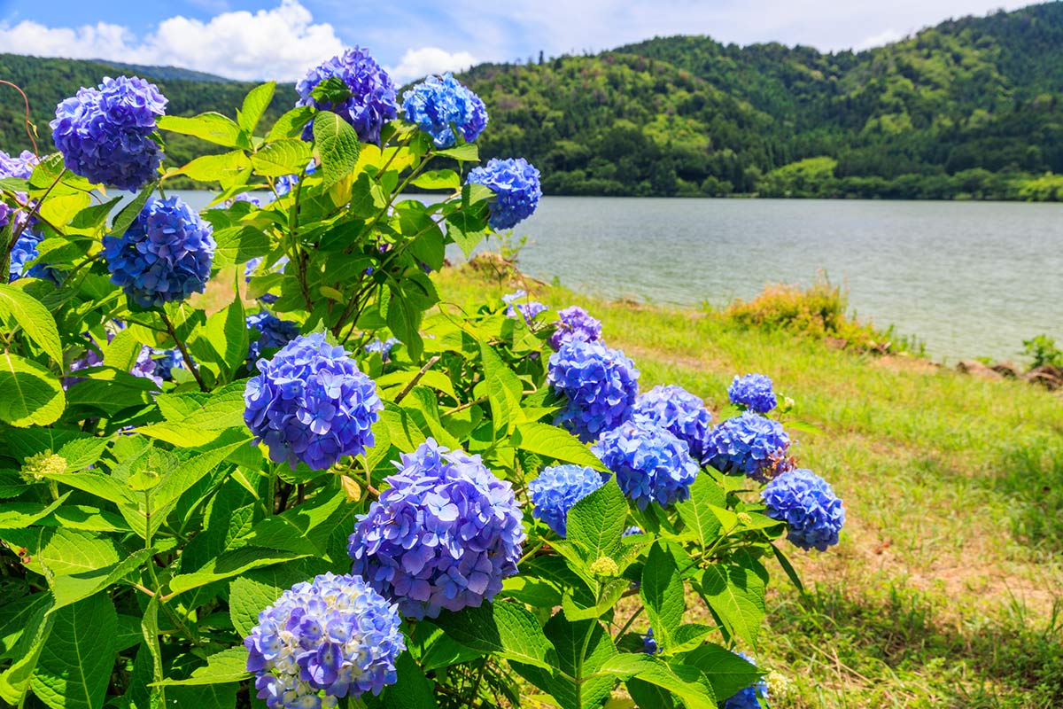 余呉湖あじさい園