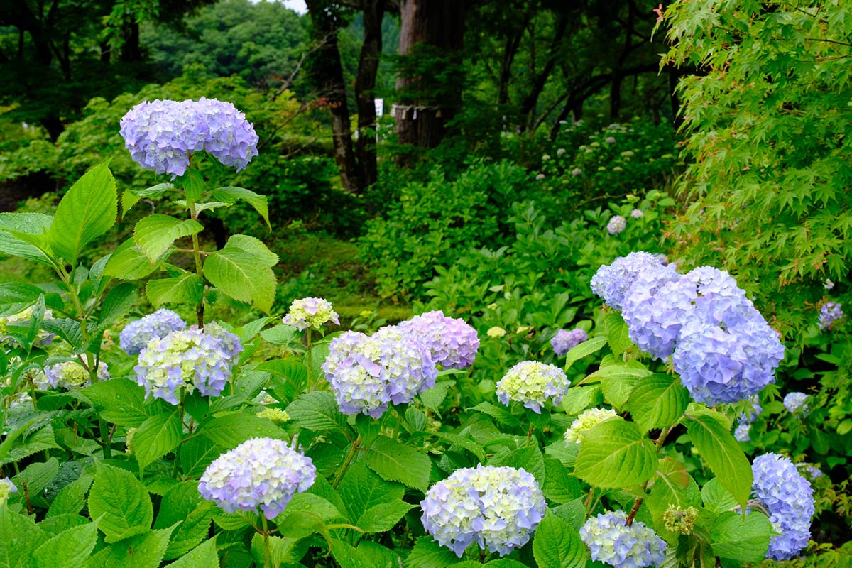 全長寺のあじさい