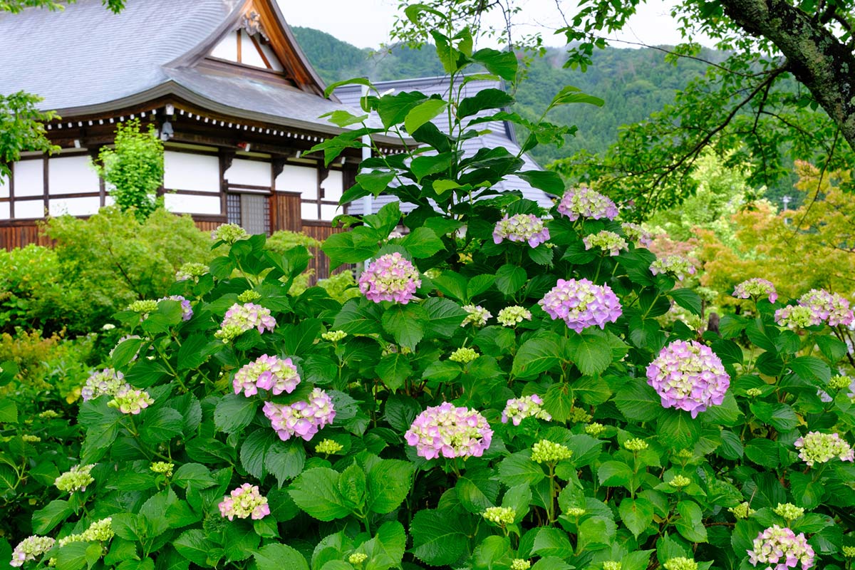 全長寺とあじさい
