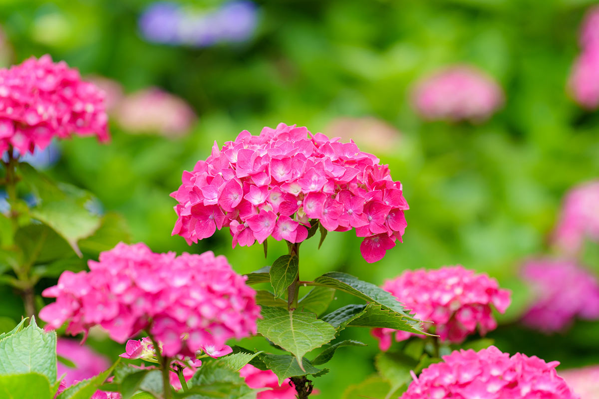 守山芦刈園のピンクのあじさい