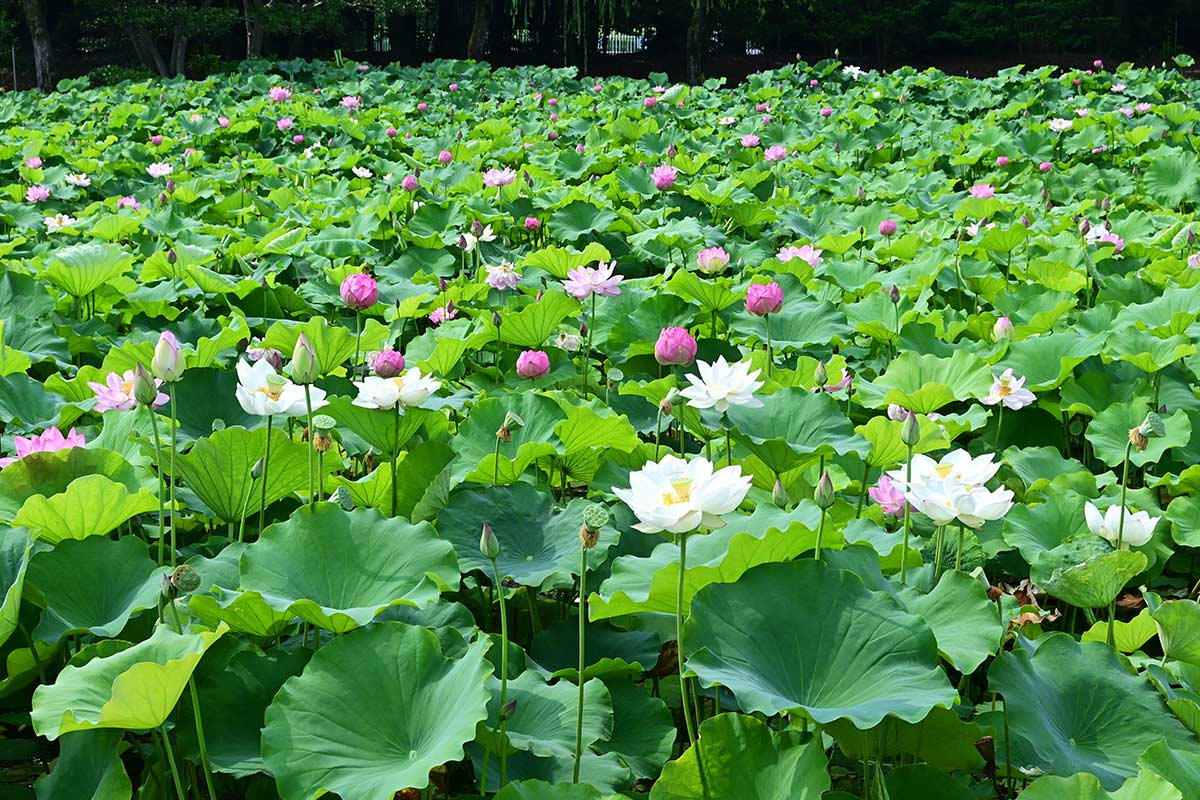 万博記念公園の蓮