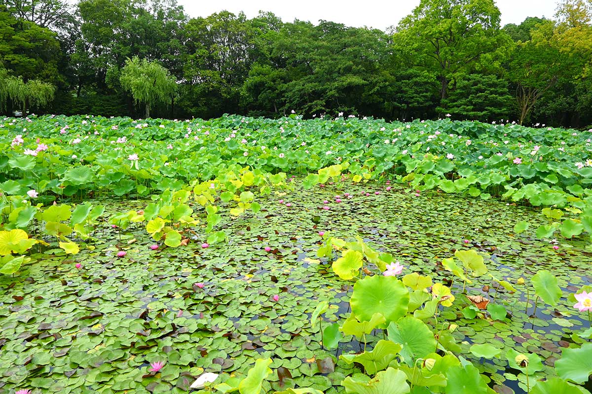 万博記念公園のスイレン