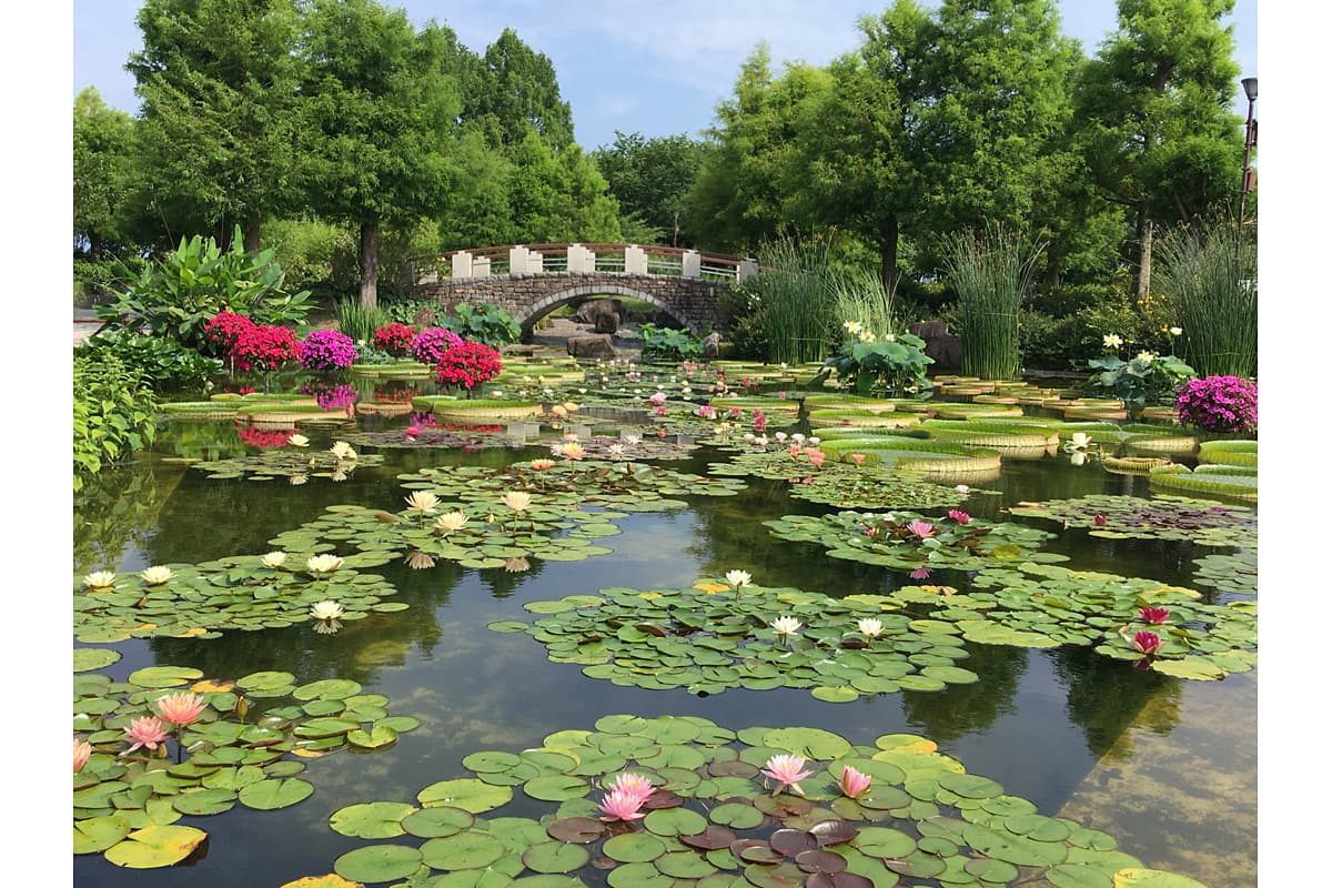 花影の池
