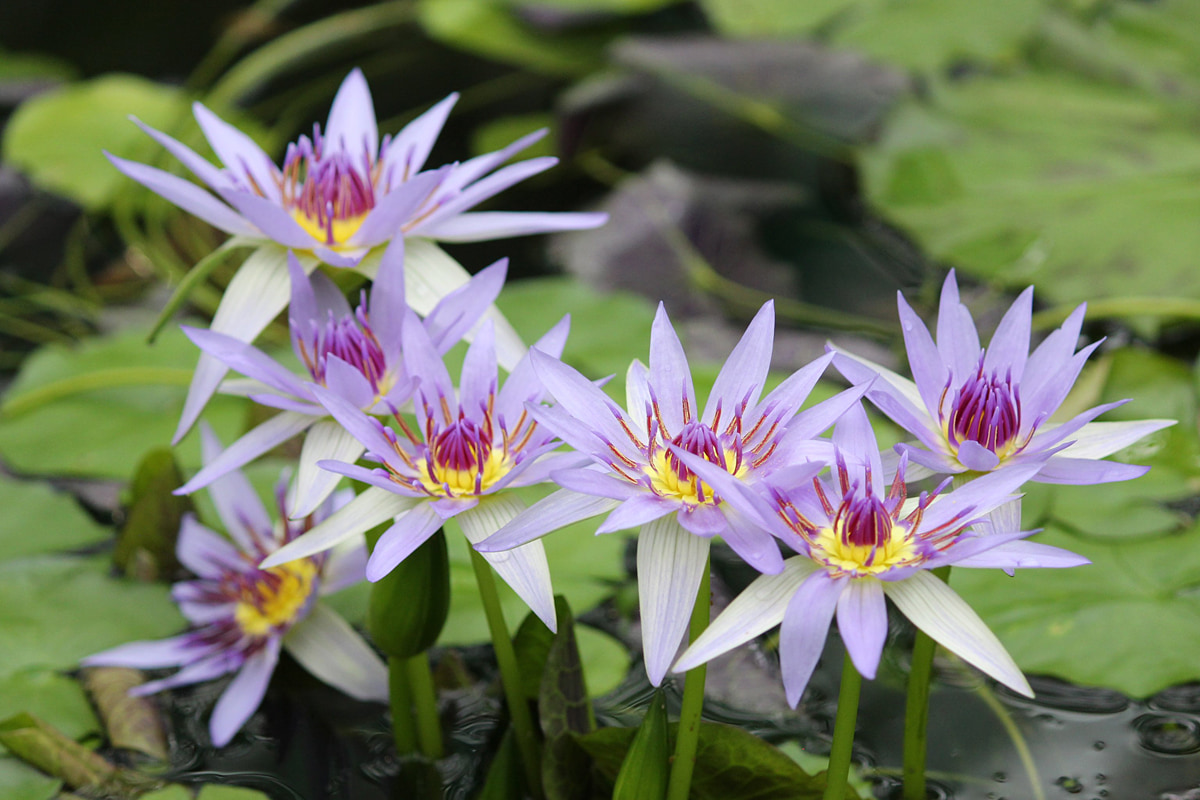 スイレンの花