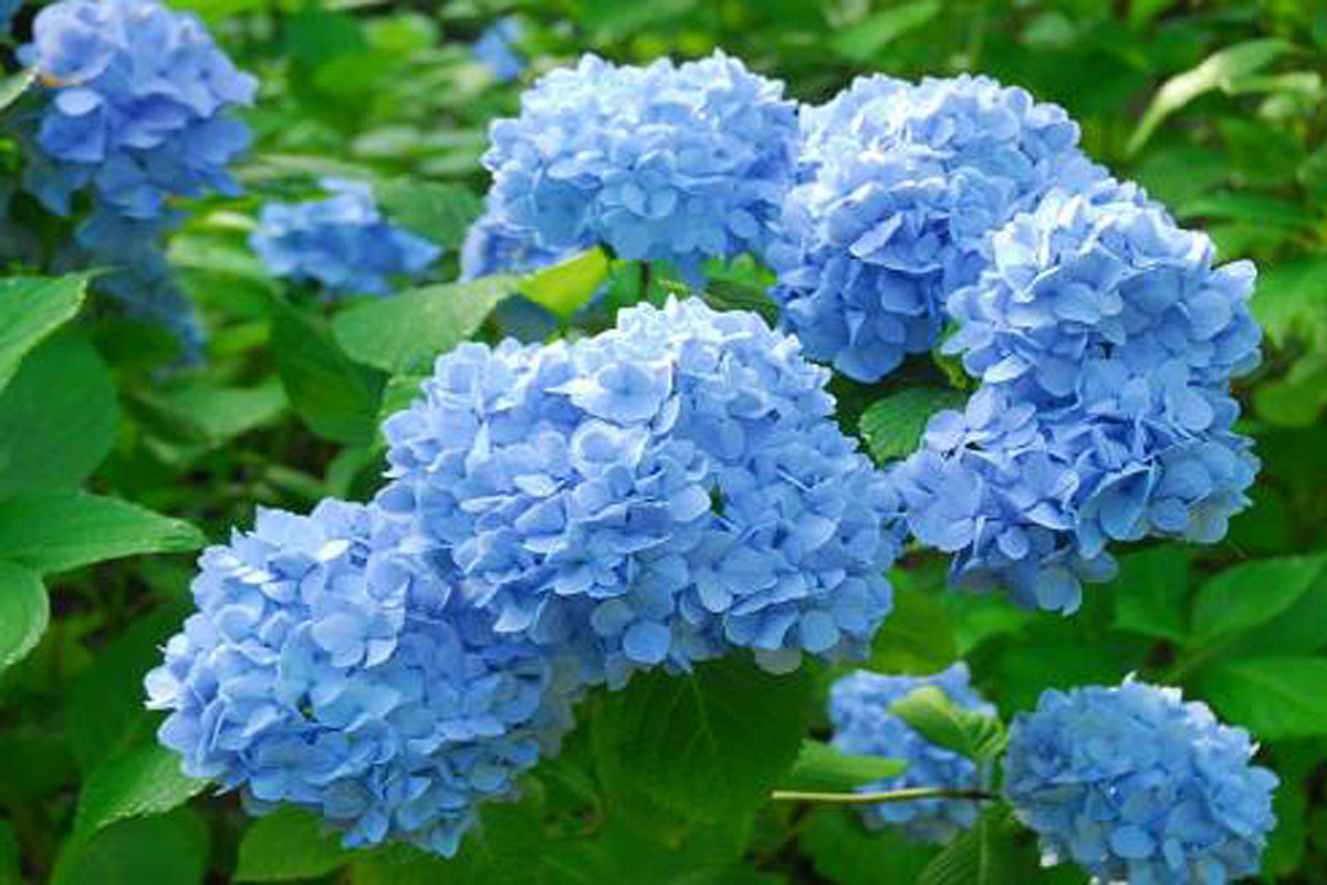 神戸・六甲高山植物園で「六甲ブルー」のヒメアジサイが見頃！7月下旬まで