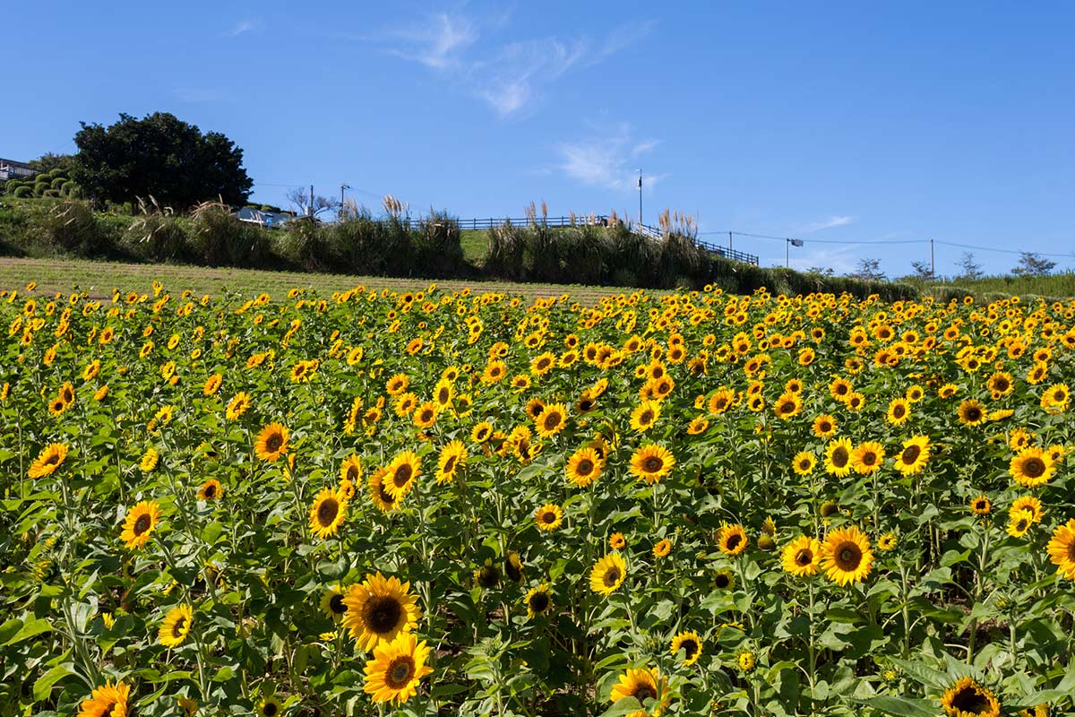 あわじ花さじきのひまわり畑