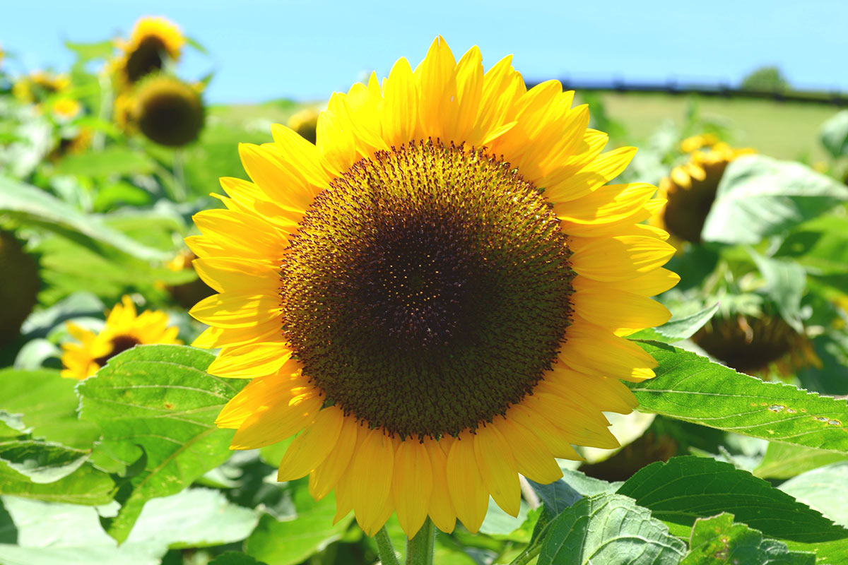 あわじ花さじきのひまわりの花