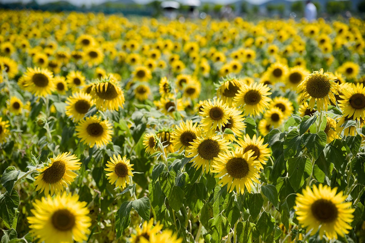 ひまわりの丘公園のひまわり