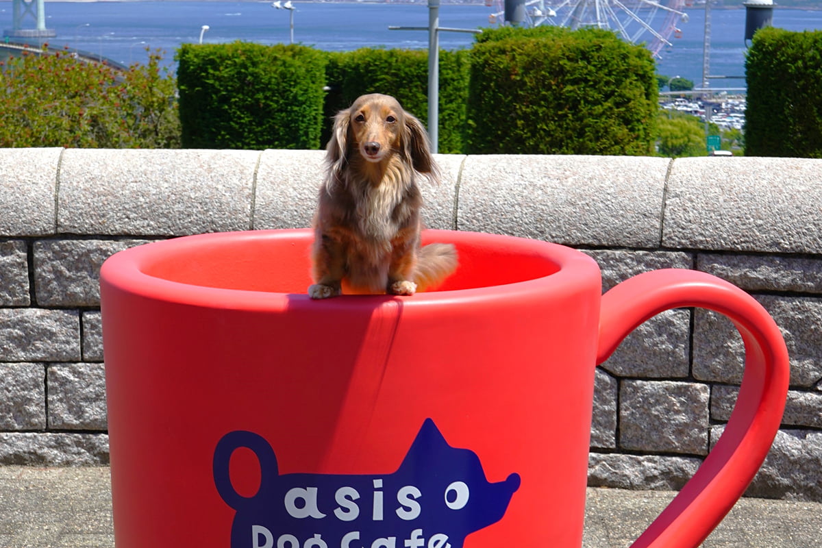 愛犬が主役の特別な週末！淡路島ドッグカフェで「わんこマルシェ」開催