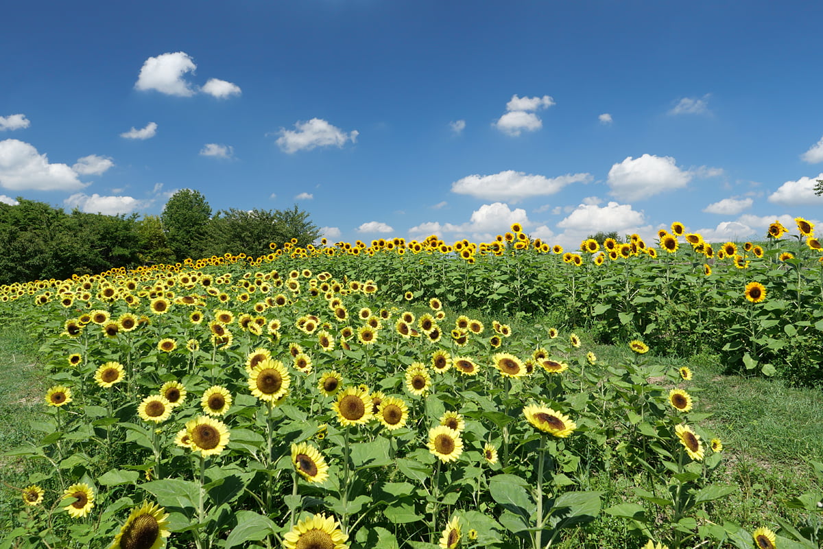 今しか見られない絶景！奈良・馬見丘陵公園のひまわりが見頃、8月中旬まで