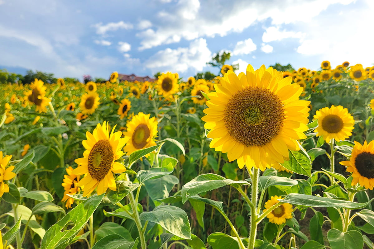 7万本のひまわりが見頃！堺「ハーベストの丘」で1日限定の「花摘み」も