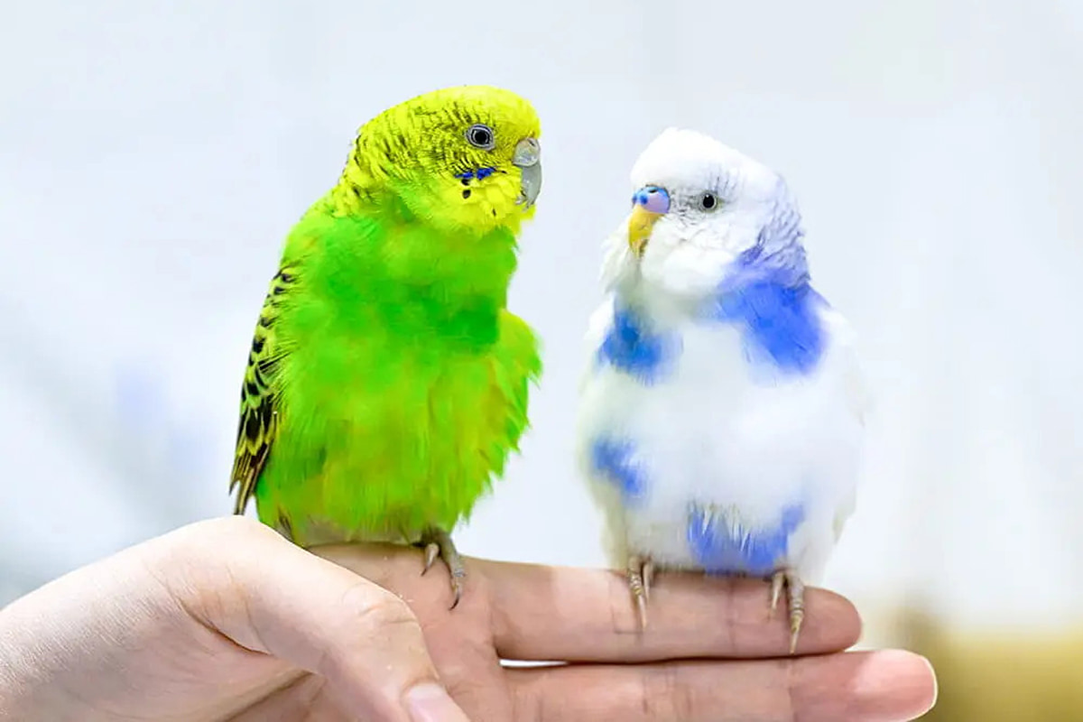手乗りインコ