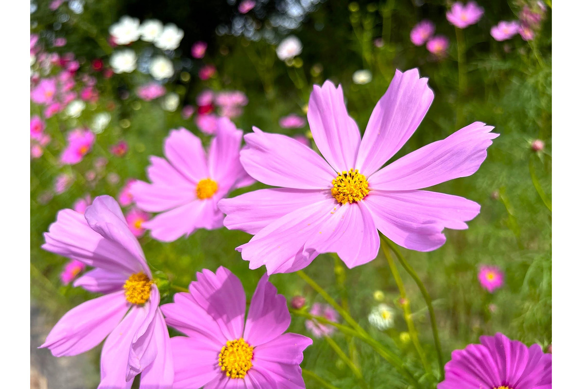 蜻蛉池公園のピンクのコスモス