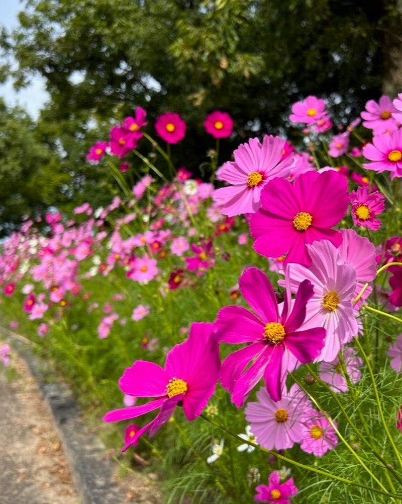 蜻蛉池公園のコスモス