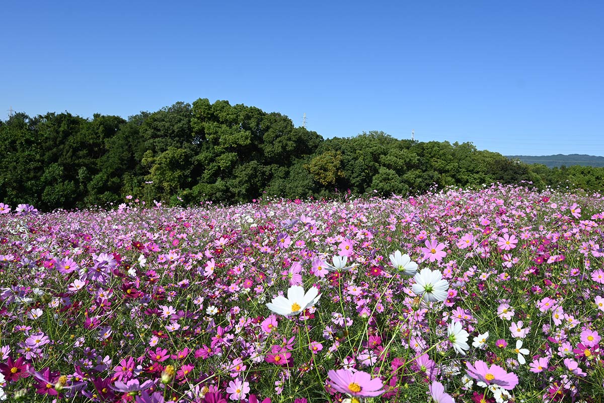万博記念公園のコスモス畑