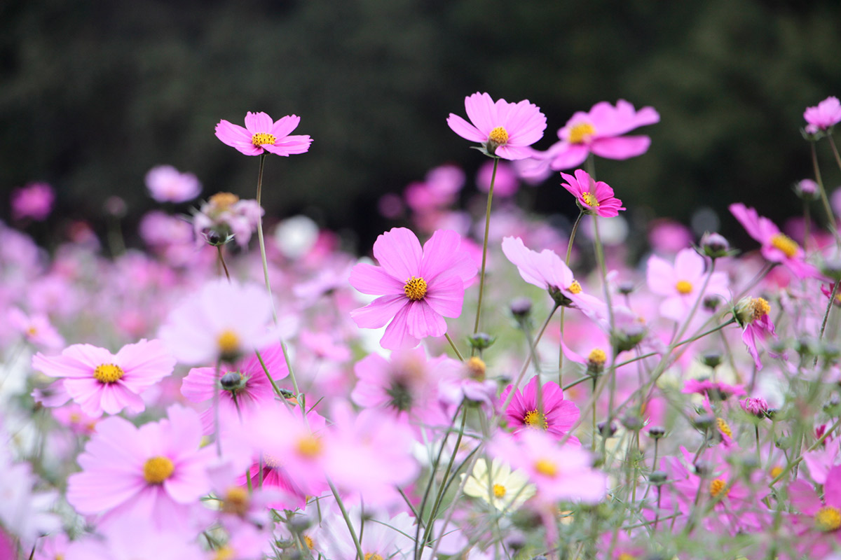 長居植物園のピンクのコスモス