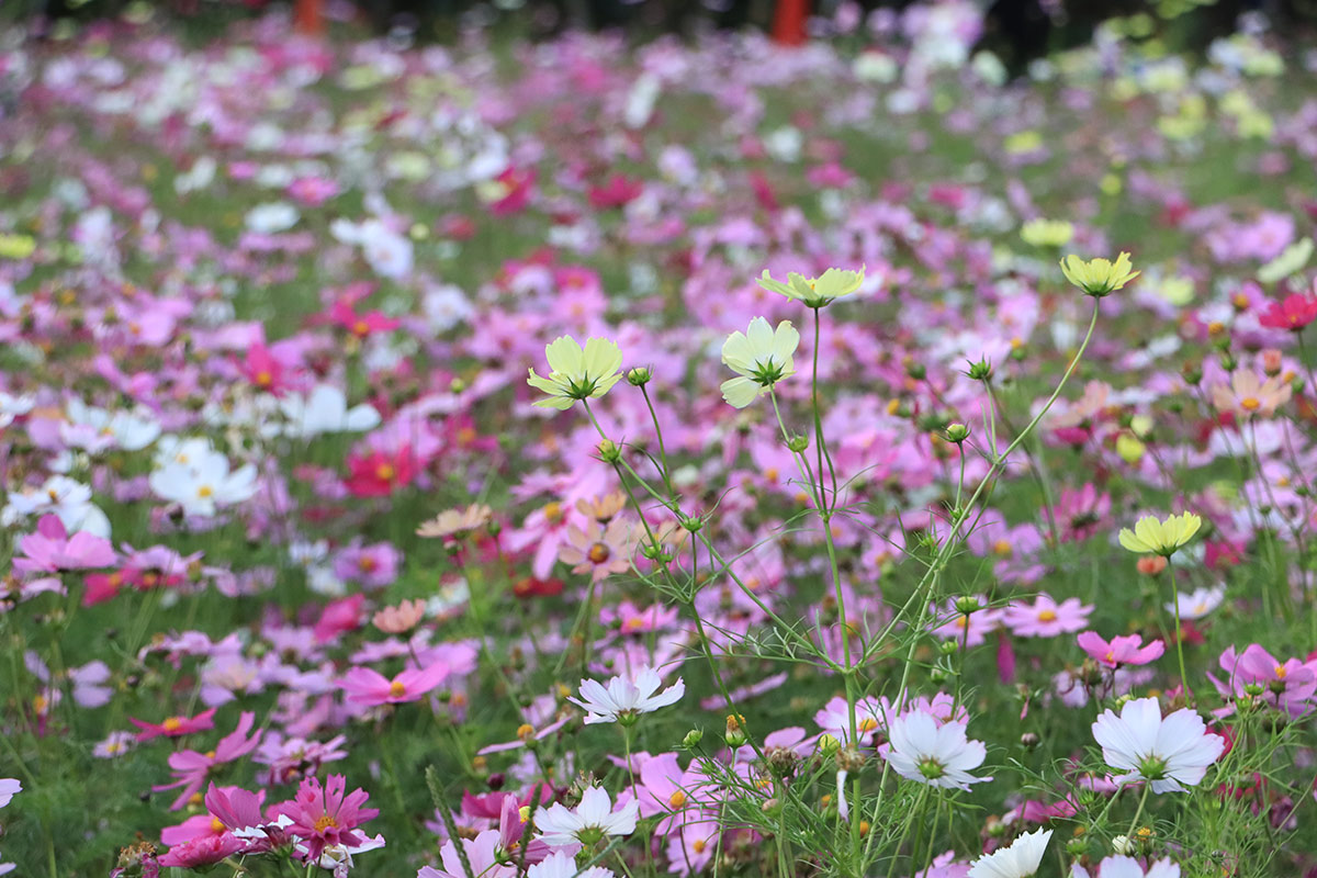 長居植物園のコスモス