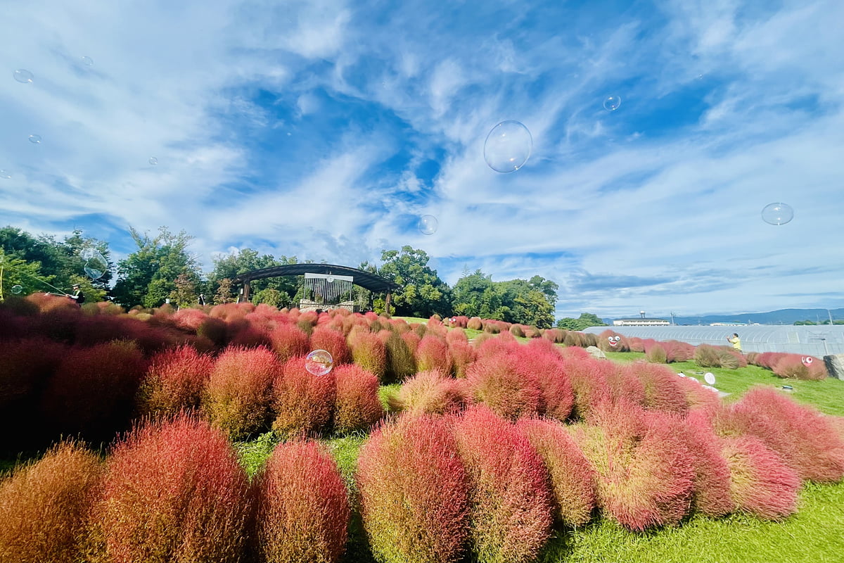 馬見丘陵公園のコキア